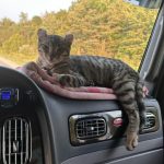 Cats in trucks, a cat comfortably resting on a trucker’s bed inside a truck cab, showing that felines can adapt well to life on the road.