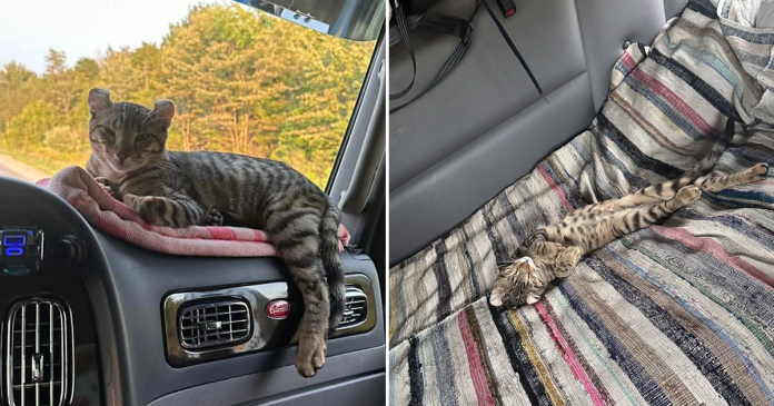 Cats in trucks, a cat comfortably resting on a trucker’s bed inside a truck cab, showing that felines can adapt well to life on the road.